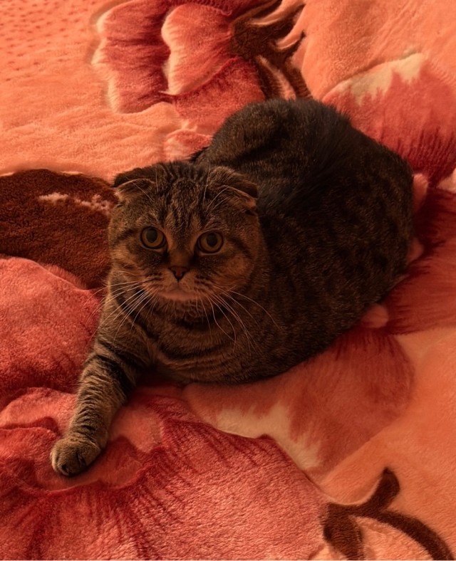 А где котики, сегодня же вторник!