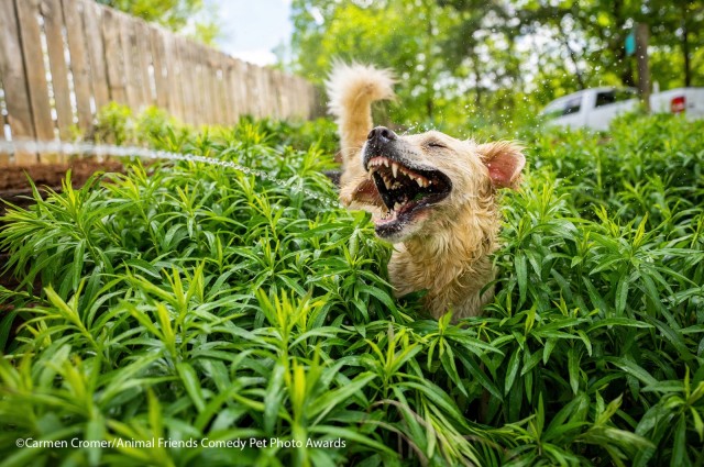 Самые смешные собаки-улыбаки за всю историю конкурса Comedy Pet Photography Awards