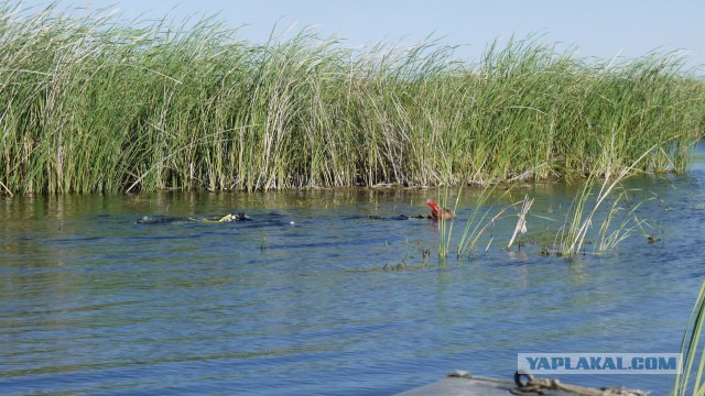 Тил-тили...трали-вали