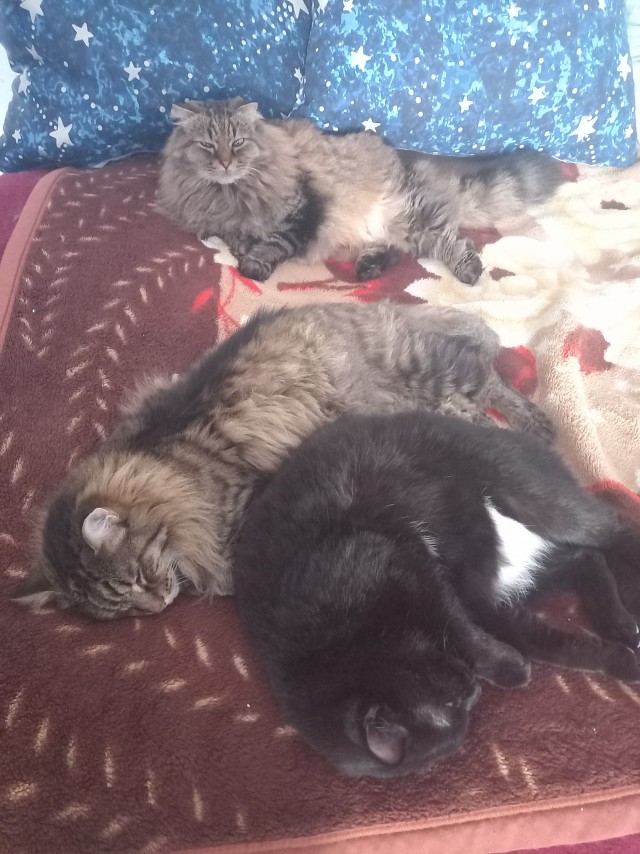 К котовторнику