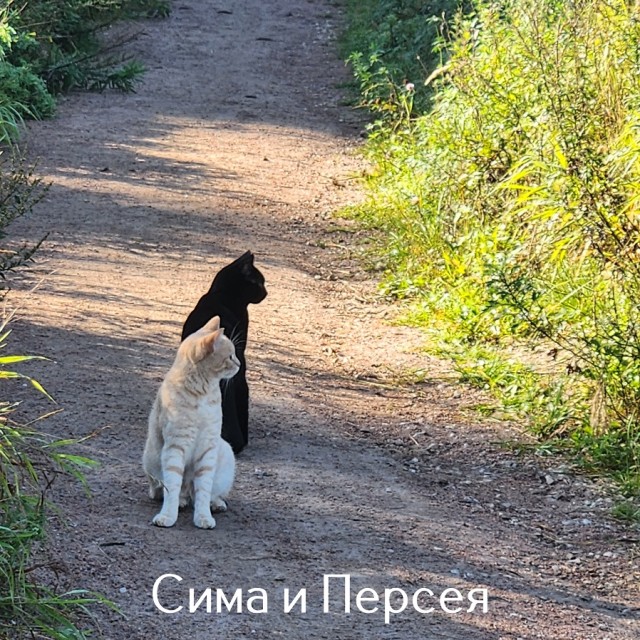 Жизнь домашнего приюта "Котоленд" 518