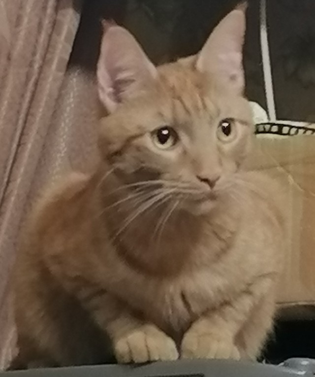 Котëнок-заморыш стал красивой кошкой