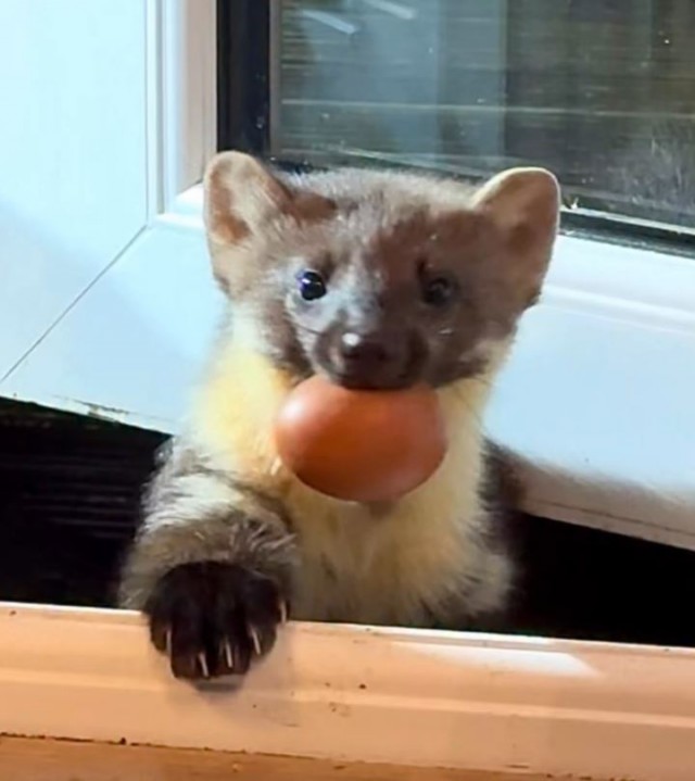 Мелкий пакостник