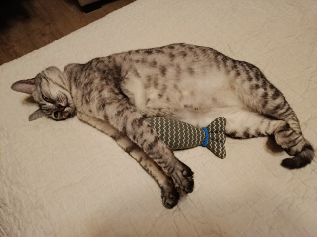 Котовторник 24.02