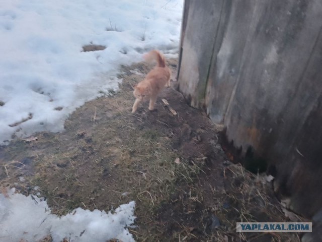 Жизнь домашнего приюта для котеек 574