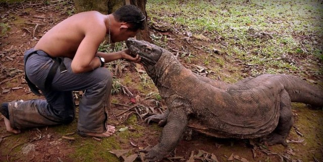 Комодский варан: Мегаящеры, способные завалить буйвола. Весь остров дрожит от их тирании