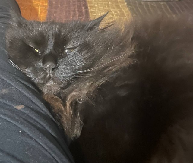 Кото вторник же!