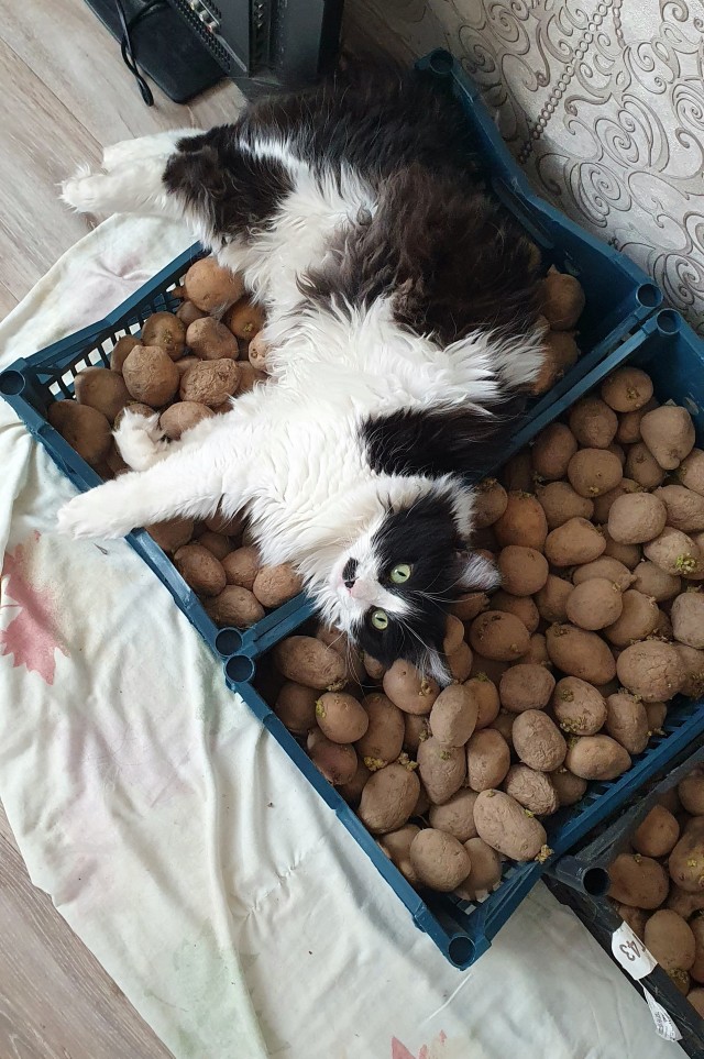 Пушистым решили показать нейро-контент, на котором показаны они, умеющие разговаривать