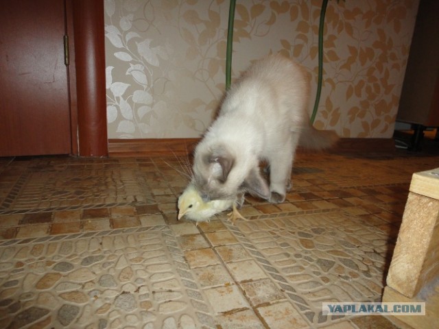 Котовторник  30.07.2013