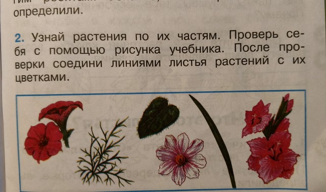 Учебник 1 класс. Похоже писал сумасшедший