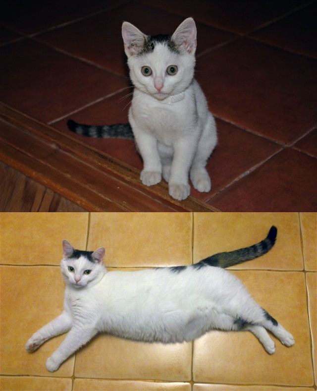 Коты и время