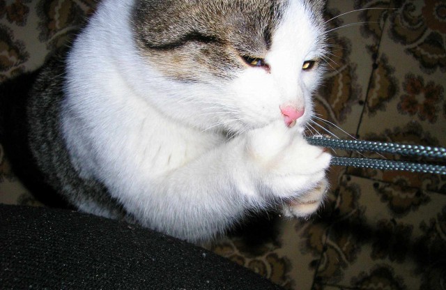 Котовторник на 24.09.2013г