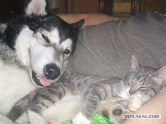 О, my dog