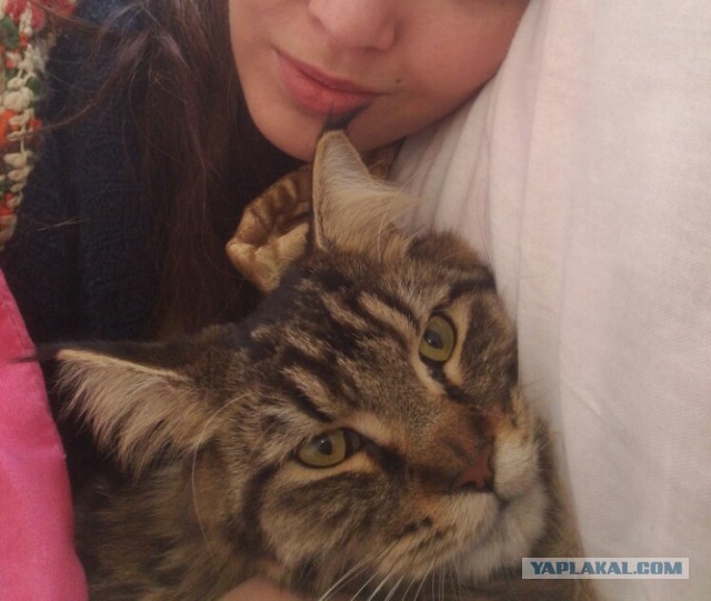 Котовторник 25.02.2014