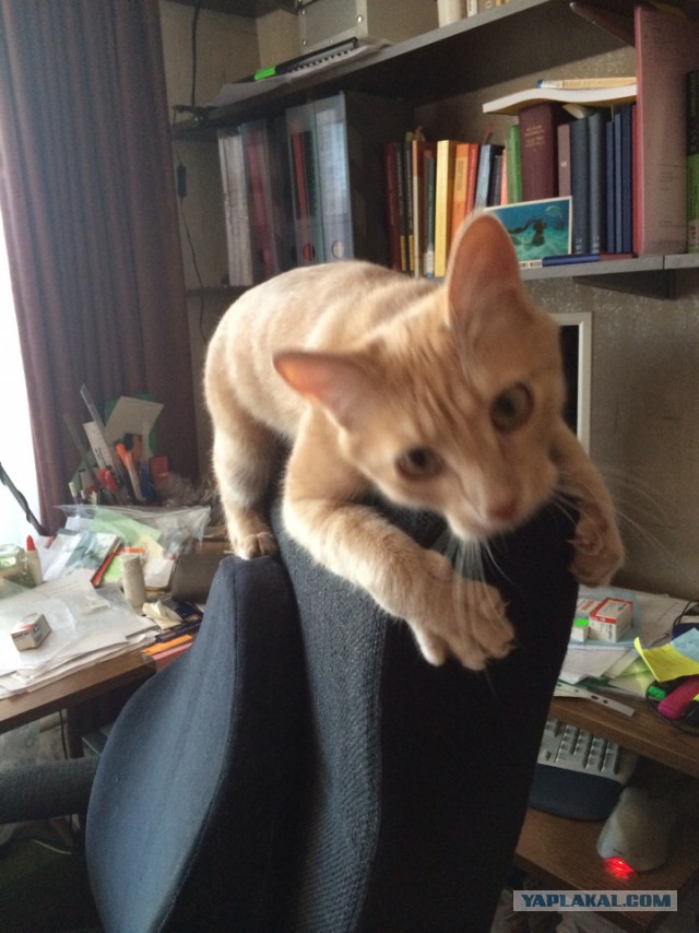 Котовторник 04.03.2014