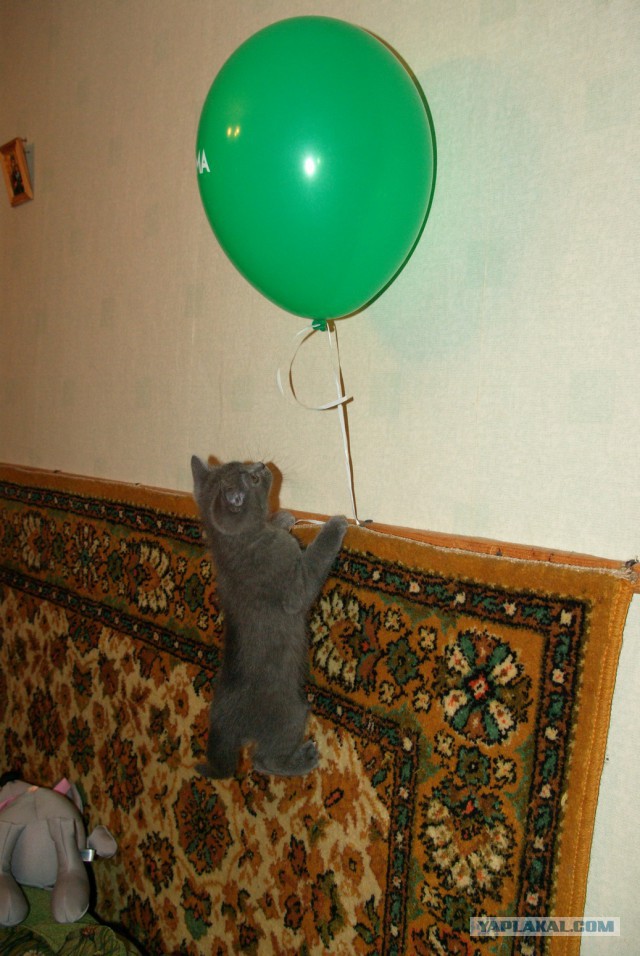 Котовторник 01.04.2014