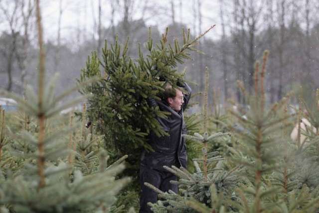 Немцы и елки - подготовка к Рождеству и НГ