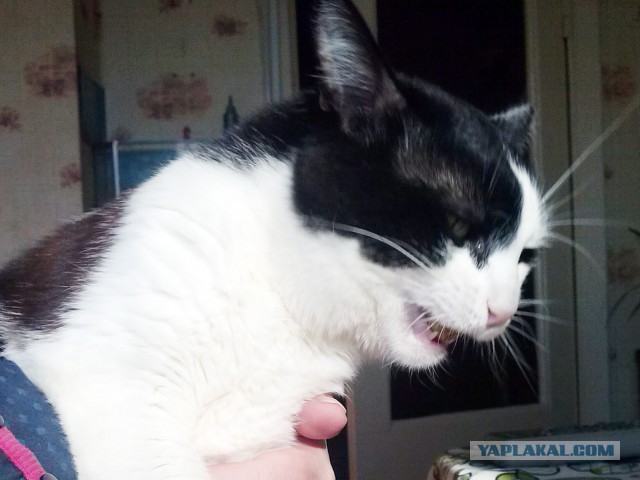 Котовторник 22.04.2014