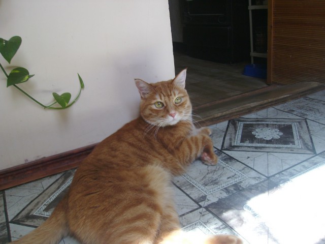 Котовторник 01.07.2014
