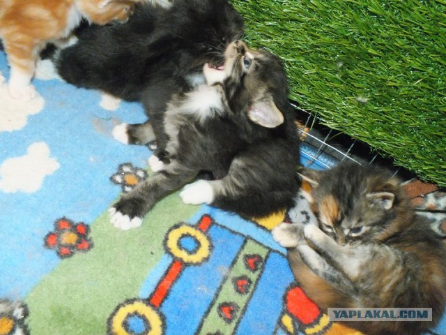 Котовторник  08.07.2014