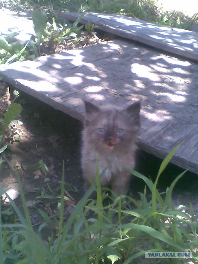 Котовторник 22.07.14