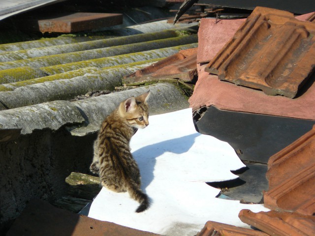 Котовторник 09.09.2014