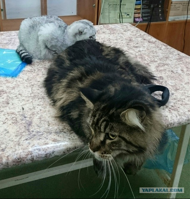 Кот попросил себя сфотографировать для Яп