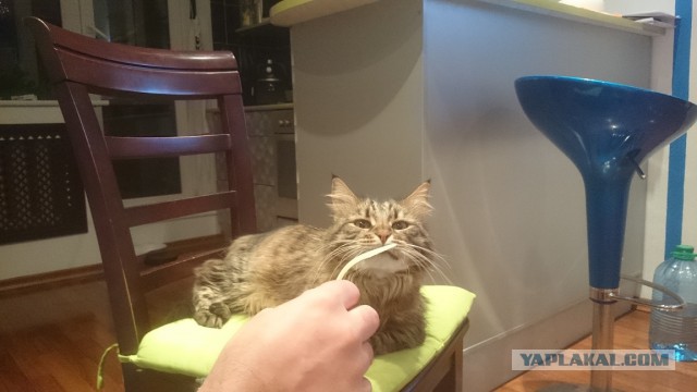 От кошачьей мяты вштыривает не по-детски