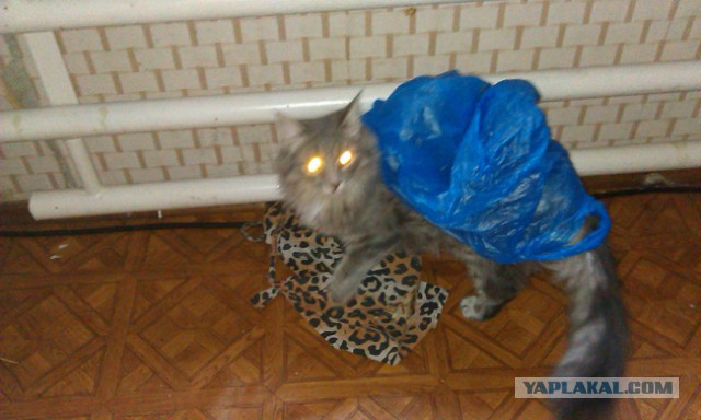 Кот - новый питомец