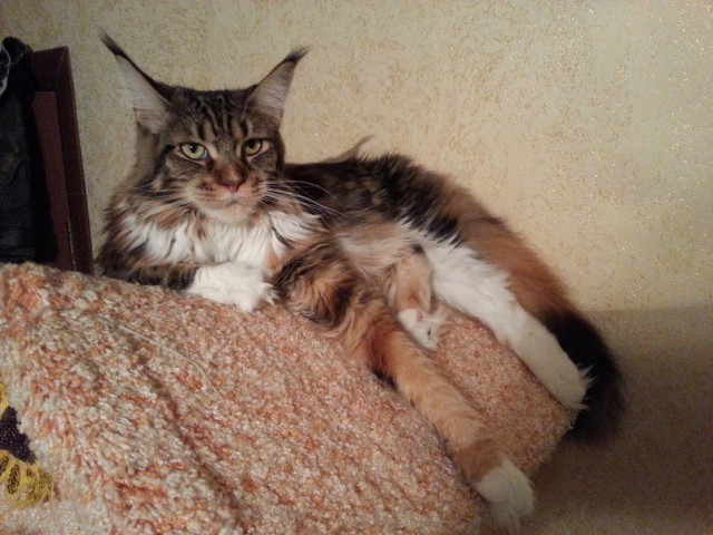 Котовторник 20.01.2015