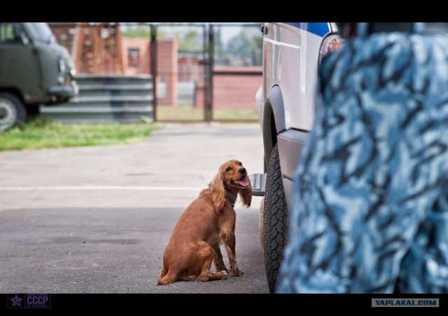 Центр кинологической службы Упр-ния на транспорте