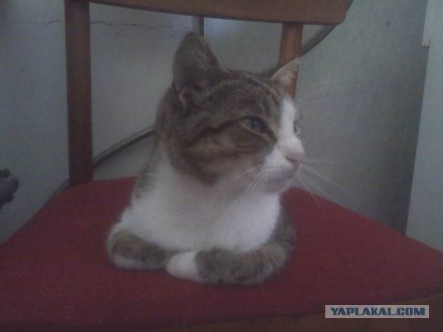 Котовторник 28.07.2015