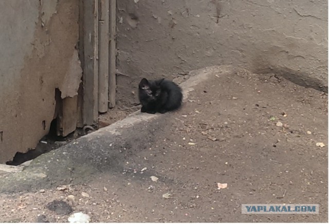 Котовторник 04.08.2015