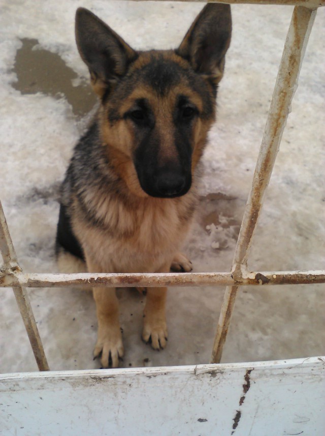 Собакочетверг же, ау!