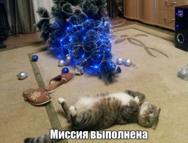 10 самых запомнившихся котов ушедшего года