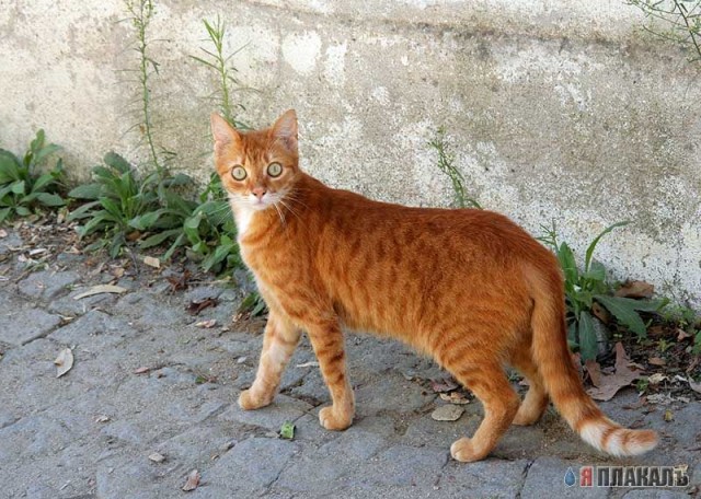 Коты, кошки, котята