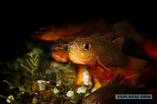 Скоро во всех гнёздах страны!... и не только