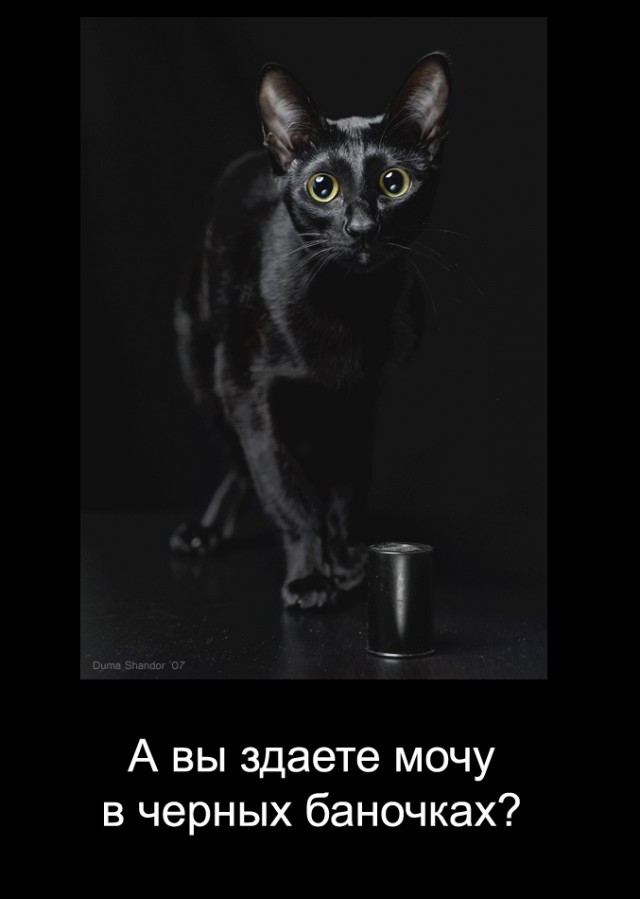 Котовторник!