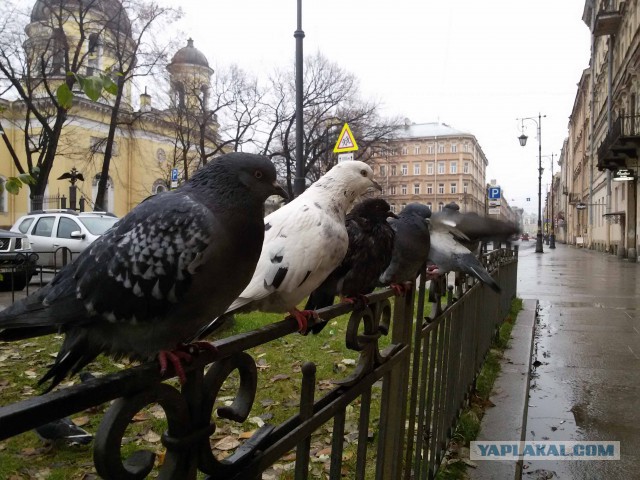 Пучок разных фотографий с телефона.