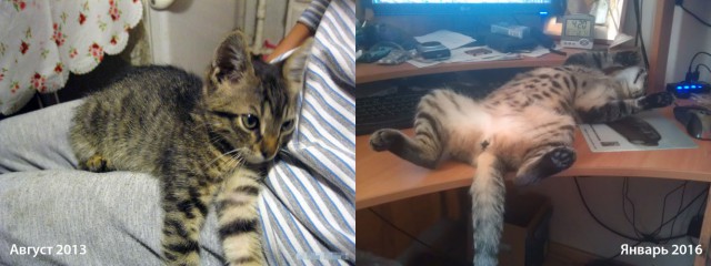 Кото-вторник 24 Мая 2016го :)