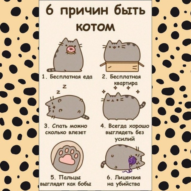 Как понять язык кота: Краткий человеко-кошачий словарь