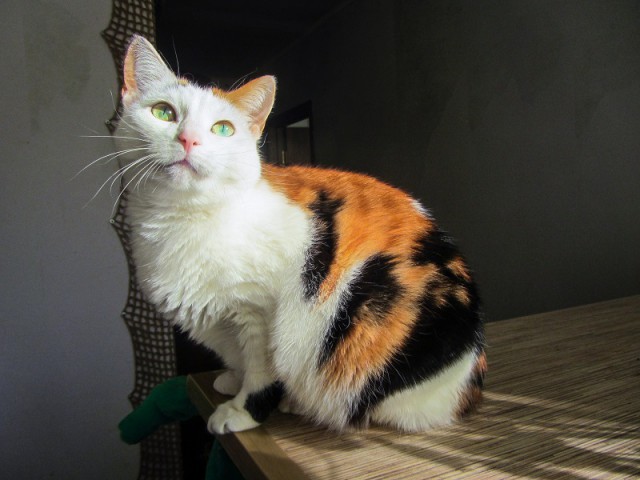 Котовторник 28.02.2017