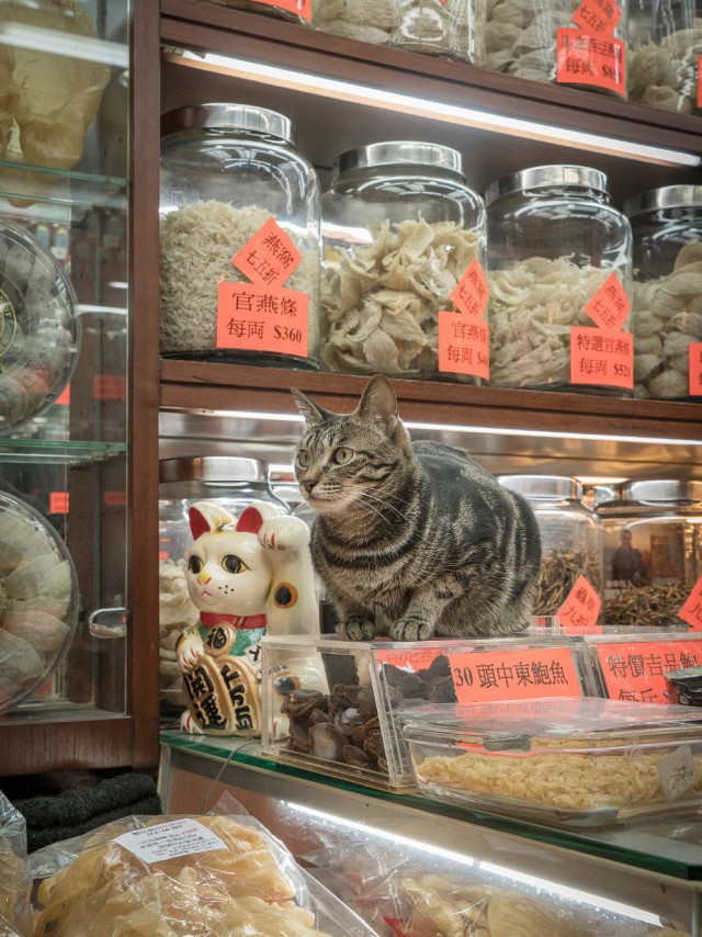 Коты и Кошки