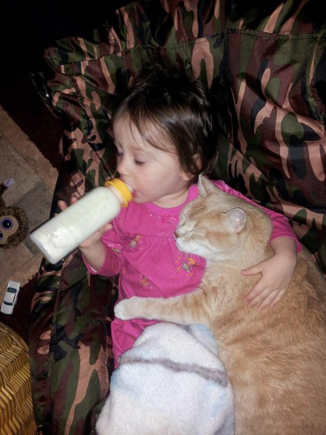 Коты и Кошки