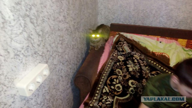 Удар в спину: с какими милыми животными нужно быть поосторожнее