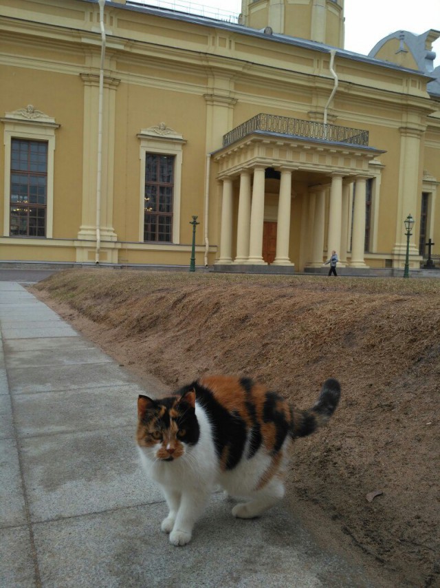Коты и Кошки