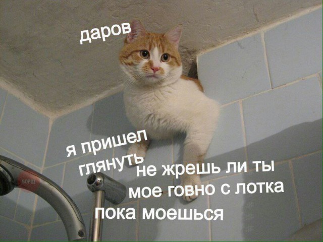 Подборка интересных и веселых картинок