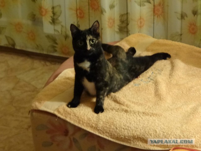 25 смешных котов, которые наотрез отказываются вести себя как нормальные животные