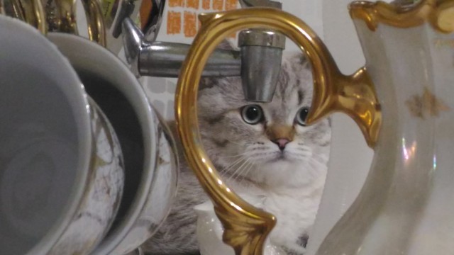 Котовторник 04.07.17
