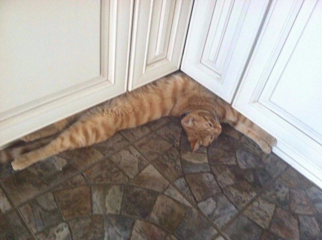 Коты и Кошки